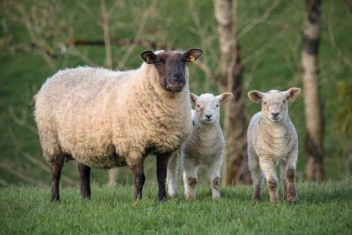 The European Commission’s proposal for new regulations on medicated feed will have significant implications for farmers, vets and feed businesses. 